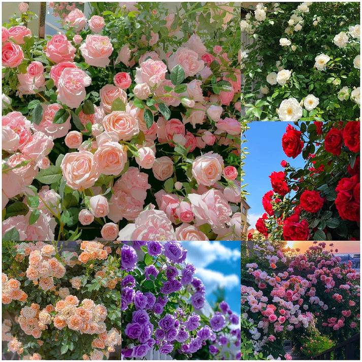 🌹Mixed Color Climbing Rose Year Round Blooming ( UK Imported)