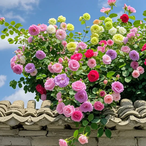 🌹Mixed Color Climbing Rose Year Round Blooming ( UK Imported)