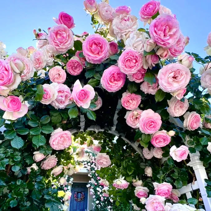🌹Mixed Color Climbing Rose Year Round Blooming ( UK Imported)