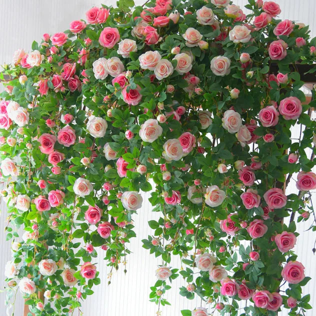 🌹Mixed Color Climbing Rose Year Round Blooming ( UK Imported)