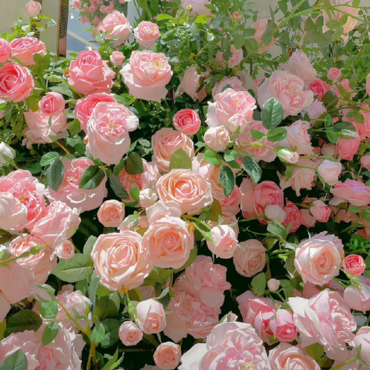 🌹Mixed Color Climbing Rose Year Round Blooming ( UK Imported)