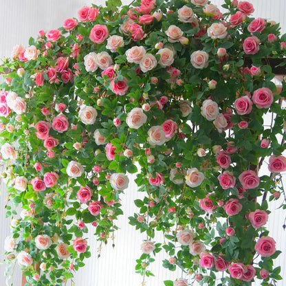 🌹Mixed Color Climbing Rose Year Round Blooming ( UK Imported)